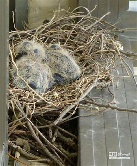 家裡有鳥窩|【家中有鳥築巢】鳥築巢兆頭！家中有鳥築巢的風水好運